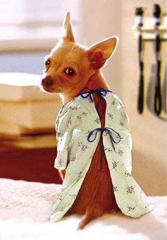 backdoorchihuahua